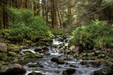 Forest Streams Glentenassig Forest Is A Small Forest On