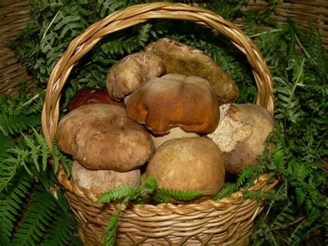 Le feste dei funghi porcini nel Lazio: tutte le sagre