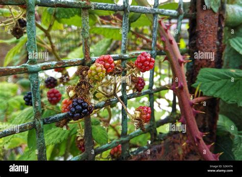 A Thick And Thorny Branch Of Blackberry Bush Growing Through A Fence