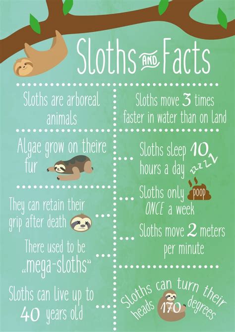 check   atbehance project sloths  facts