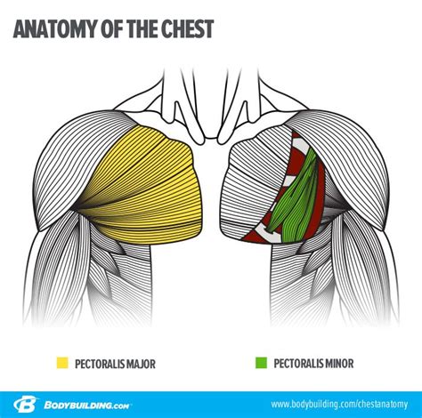 The Plateau Proof Chest Building Plan Muscle Anatomy Human Anatomy