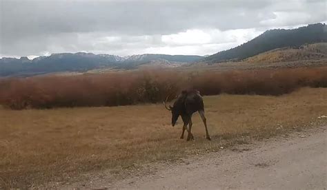Watch Aggressive Bull Moose Moved After Charging Citizens