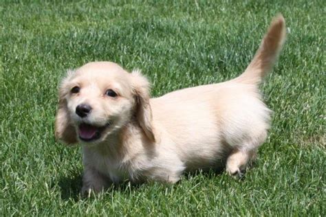 Dachshund puppies for sale and dogs for adoption in oregon, or. AKC Cream Longhair Mini-Dachshund Puppy- FEMALE for Sale in Hillsboro, Oregon Classified ...