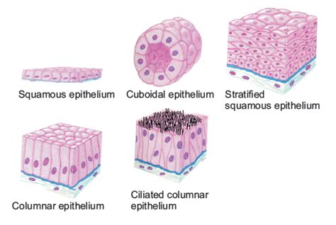 Describe Various Types Of Epithelial Tissues With The Help Of Labelled