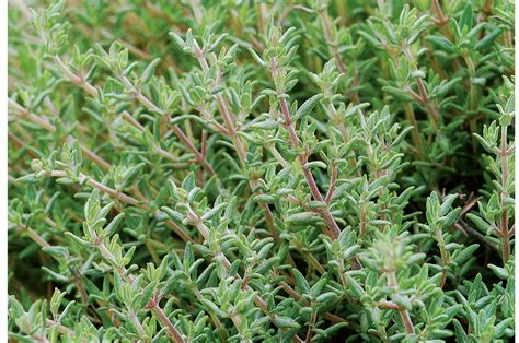 Thyme Facts And Health Benefits