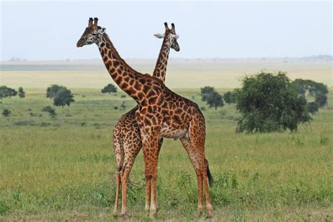Top 10 Facts About The Serengeti National Park Tanzania Discover