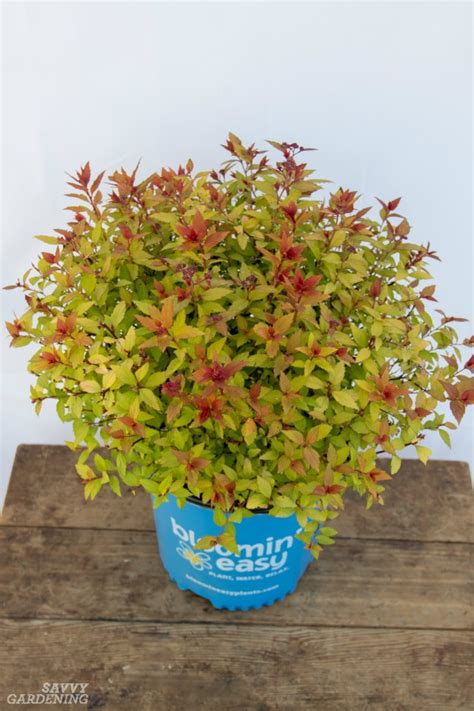We did not find results for: Flowering shrubs for your garden: 5 beauties for full sun