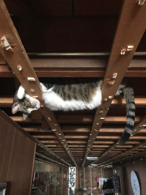 A Gallery Of Cats Watching You From The Ceiling