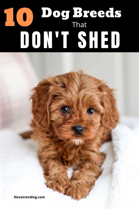 These Breeds Come In All Shapes And Sizes So Whether You Prefer A