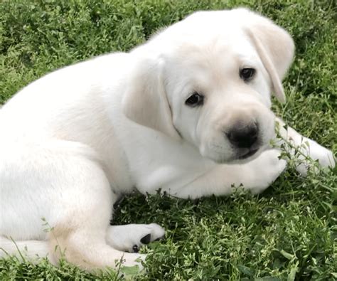 White Labrador Puppies For Sale My Lab Puppies