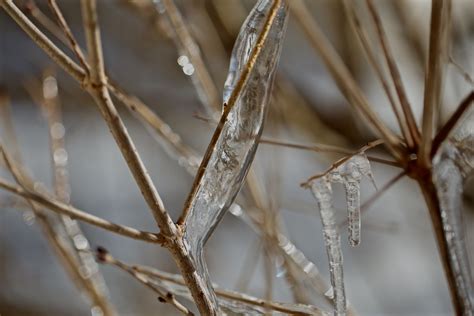Wallpaper Macro Twigs Branches Ice Icicles Depthoffield Bokeh