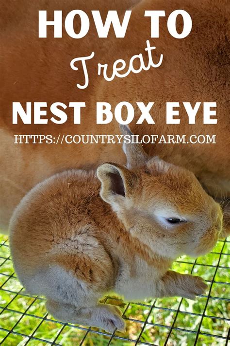 How To Treat Nest Box Eye How To Raise Rabbits Rabbit Nesting Box
