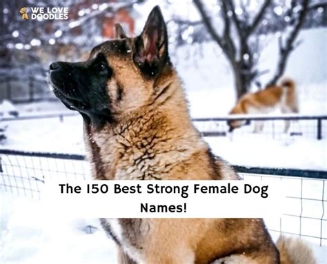 The 150 Best Strong Female Dog Names 2023 We Love Doodles