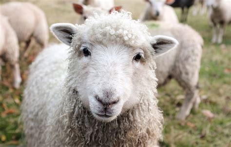 Lamb And Sheep Farming In The Uk The Facts Veganuary