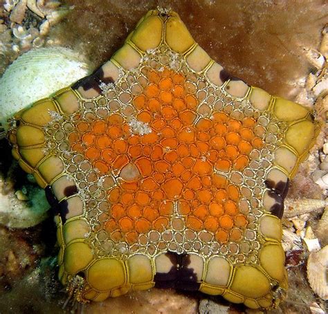 Biscuit Sea Star This Is A Biscuit Sea Star Scientifically Named Tosia