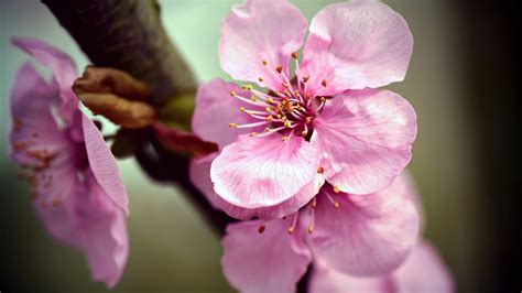 Japan cherry blossom wallpapers we have about (97) wallpapers in (1/4) pages. Japanese Wallpaper 4k