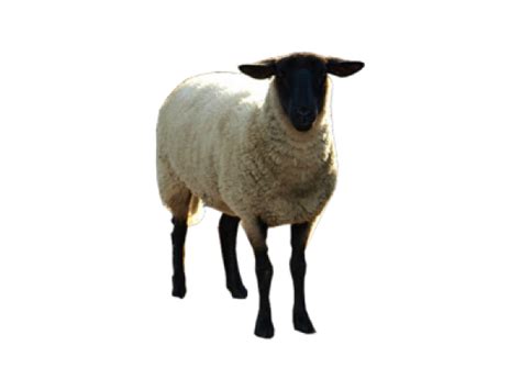 Sheep Png Free Download 6 Png Images Download Sheep Png Free