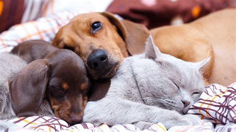 As a cat owner, you probably know that you need to play with your cat. Dog and Cat Relationships | Pet Health Insurance & Tips