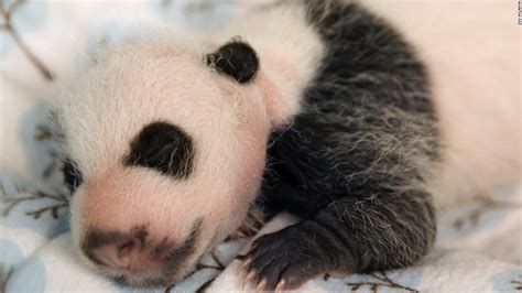 Atlanta Panda Twins Receive Names