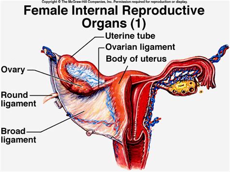 Female Reproductive System Female Reproductive Anatomy Female