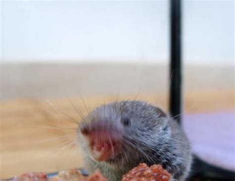 Wenn sie eine spitzmaus im haus haben, sollten sie sie schnellstmöglich wieder nach draußen befördern. SPITZMAUS-TRIO....wie süß.... :-)) - Tierhilfe Miezekatze e.V.