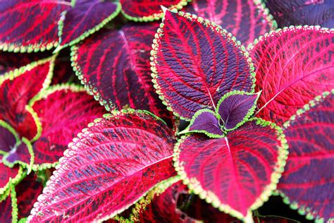 How To Grow Plants In The Plectranthus Genus