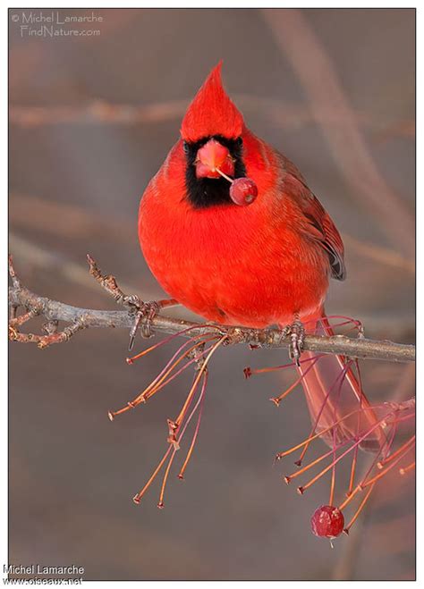 Cardinal Rouge Mâle Adulte Nuptial Mila111654