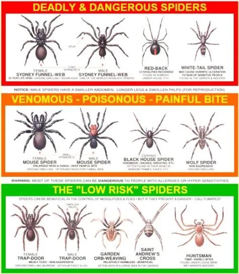 Usa Spider Identification Chart Free Copy