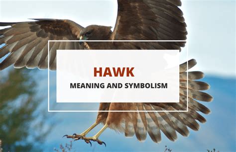 Top 136 Hawk Animal Symbolism
