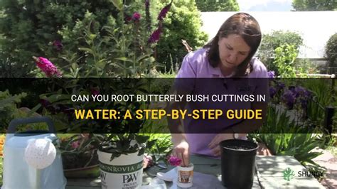 Can You Root Butterfly Bush Cuttings In Water A Step By Step Guide