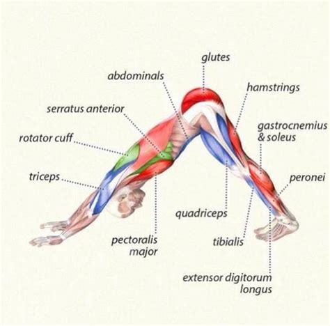 Downward dog is one of the most well known poses in yoga, but it can actually be quite a struggle in addition to being an inversion, down dog can also be used as a resting pose throughout your benefits of downward dog. Adho mukha svanasana... Break it down. | hippi life and ...