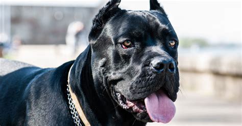 15 Best Guard Dog Breeds In The World Prestige Dog Protection