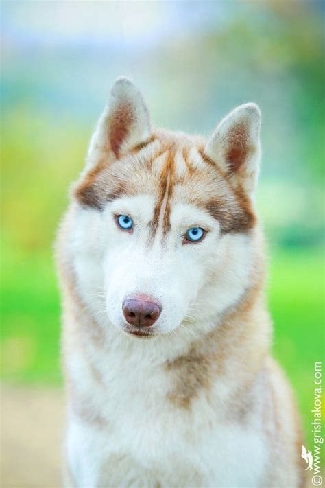 1000 Images About Siberian Huskies On Pinterest