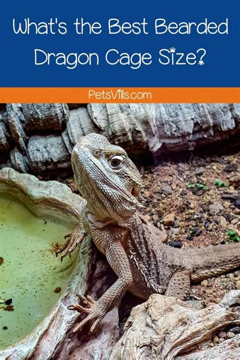 Whats The Best Bearded Dragon Cage Size With Chart