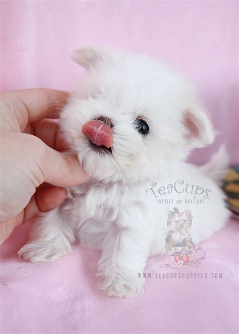 Maltese Puppies South Florida Teacups Puppies And Boutique