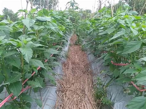 Gambar anda terlalu besar untuk ukuran file? Cara Mencegah Tanaman Cabe, Timun, Tomat dari Gulma Secara ...