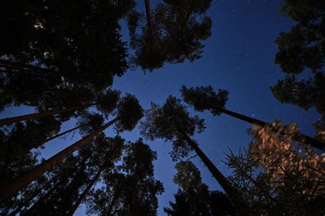 Wallpaper Forest Trees Starry Sky Night Dark Hd Widescreen High