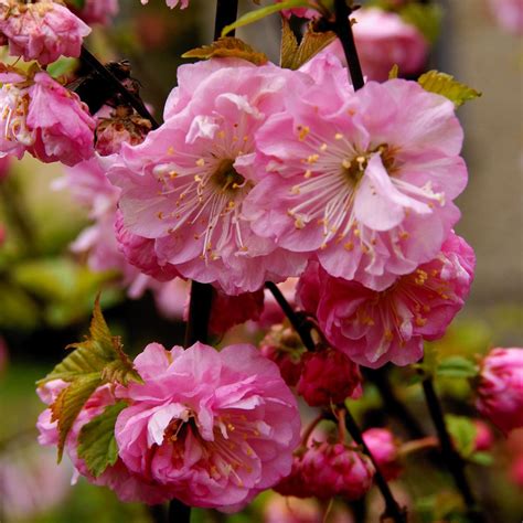 Pink Flowering Trees Gardenerdy
