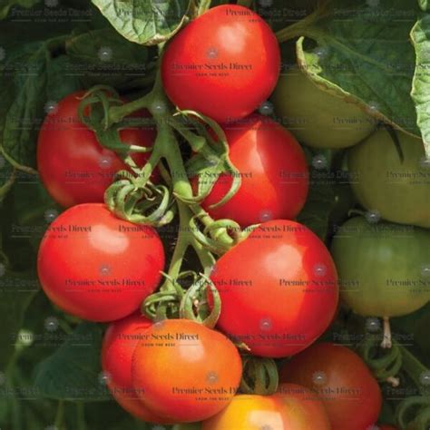 Tomato Seeds Premier Seeds Direct