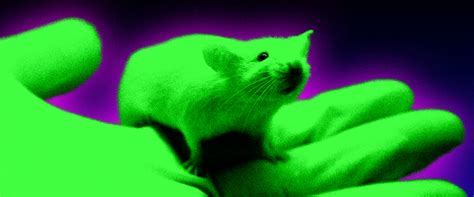 How Glowing Mice Helped Create Modernas Mrna Covid 19 Vaccine