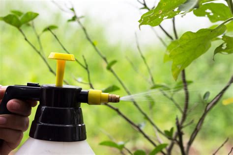 Cómo hacer insecticida casero Amigos de la Jardinería