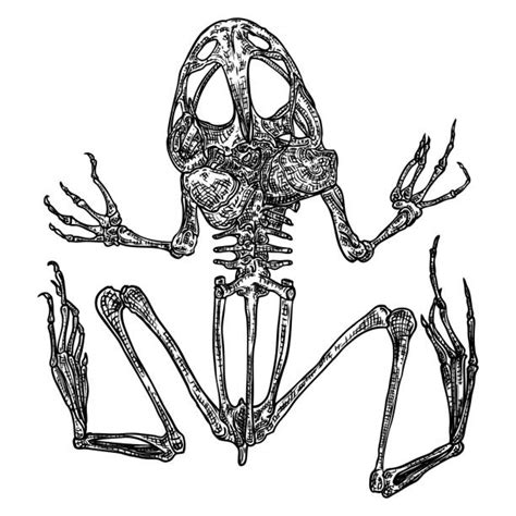 Frog Skeleton Clipart