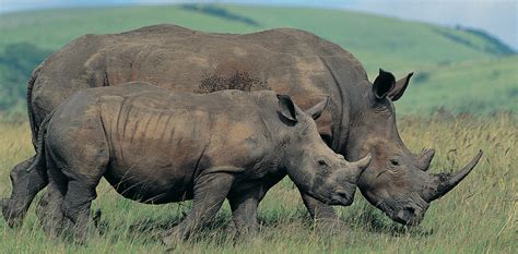 South Africa International Rhino Foundation