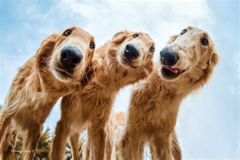Adorable Winners Of The 2019 Dog Photographer Of The Year Contest