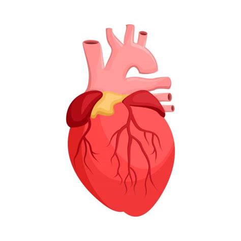 Realistic Heart Illustrations Royalty Free Vector Graphics And Clip Art
