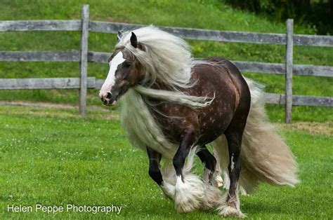 Pin On Draft Horses