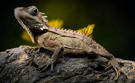 81 Fascinating Facts About Bearded Dragons Pet Keen