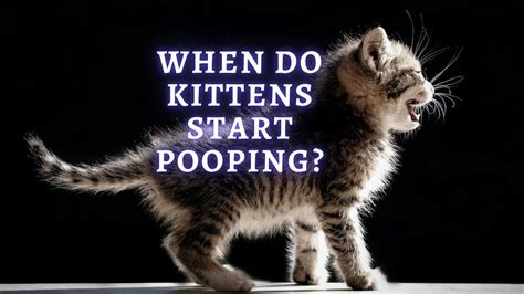 When Do Kittens Start Pooping How Often Do Kittens Poop