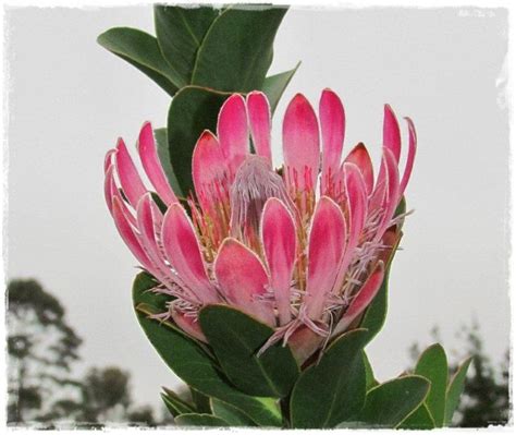 The Beautiful Flower Of The Protea Flowers Pinterest Protea
