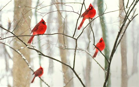 Male Northern Cardinals In Winter Tree
